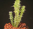 Euphorbia pseudoburuana