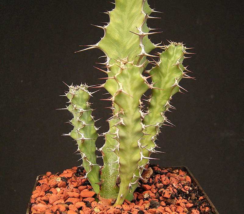 Euphorbia pseudoburuana