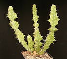 Euphorbia pseudocactus