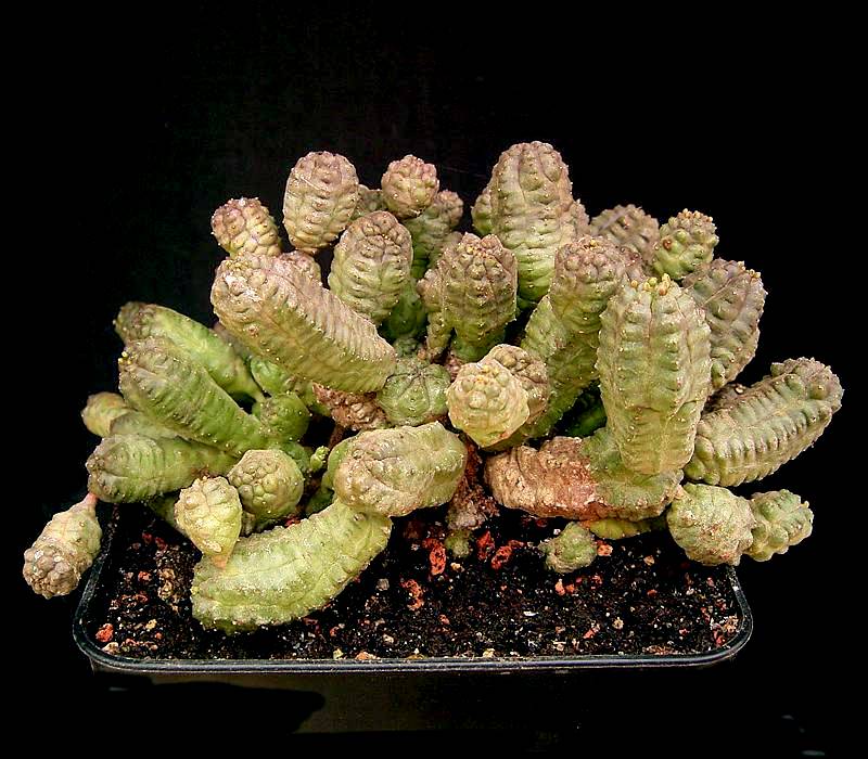 Euphorbia pseudoglobosa