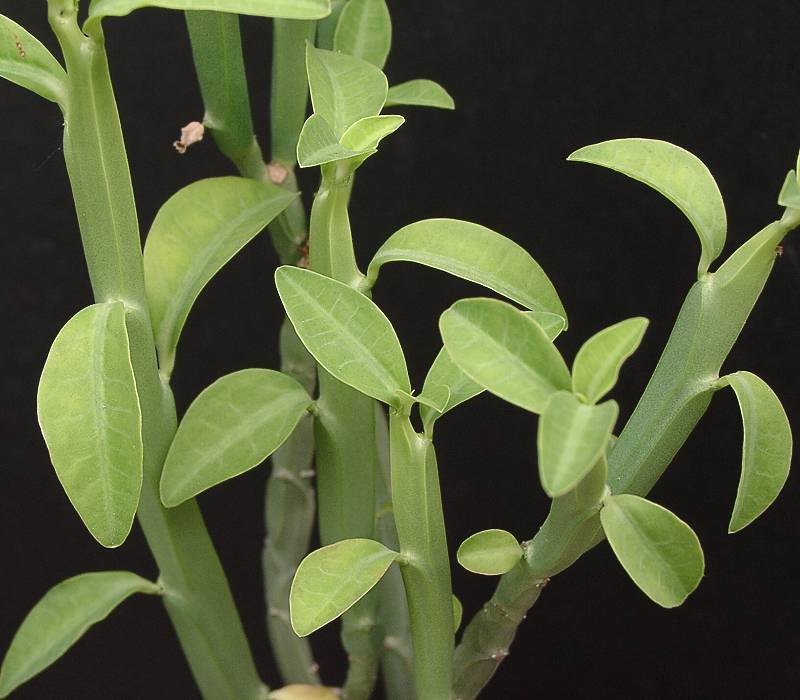 Euphorbia pteroneura