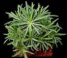 Euphorbia pubiglans