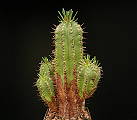 Euphorbia pulvinata