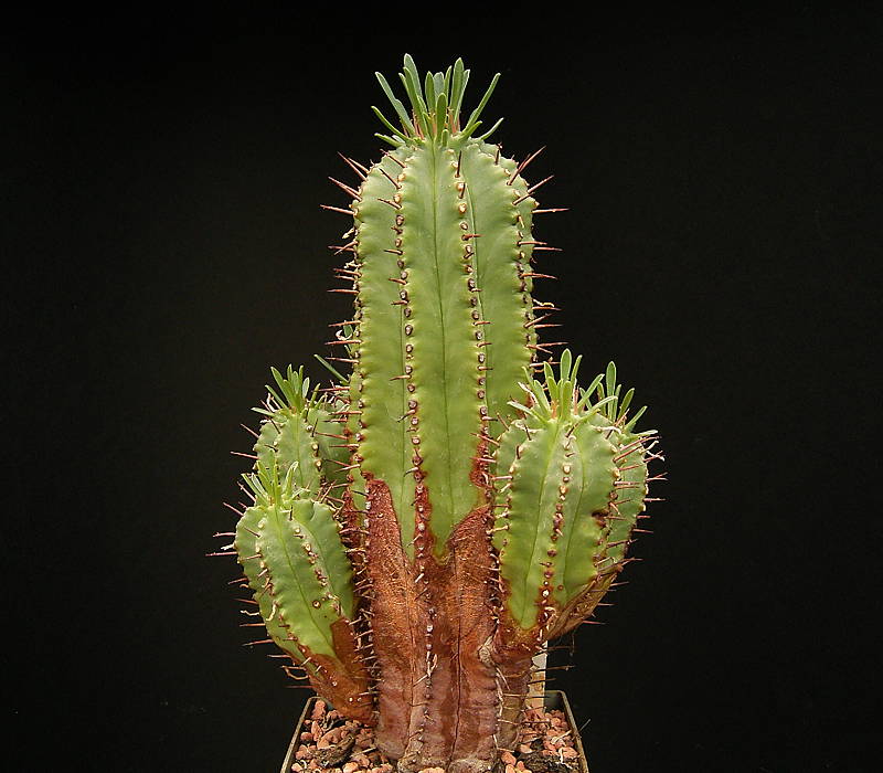 Euphorbia pulvinata