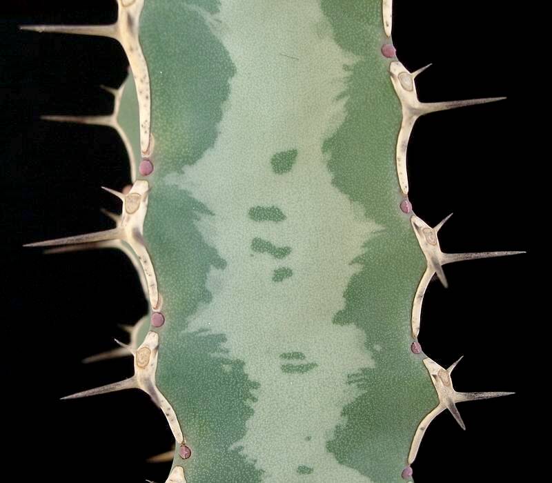 Euphorbia quadrangularis