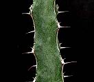 Euphorbia quadrilatera