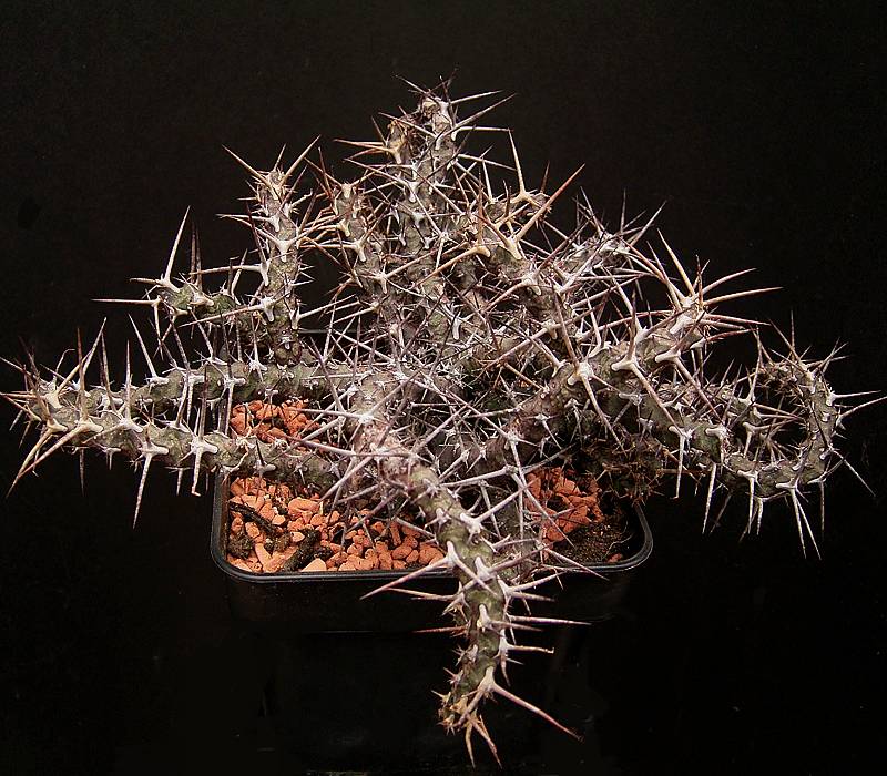 Euphorbia quadrispina