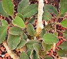 Euphorbia razafindratsirae