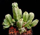 Euphorbia resinifera