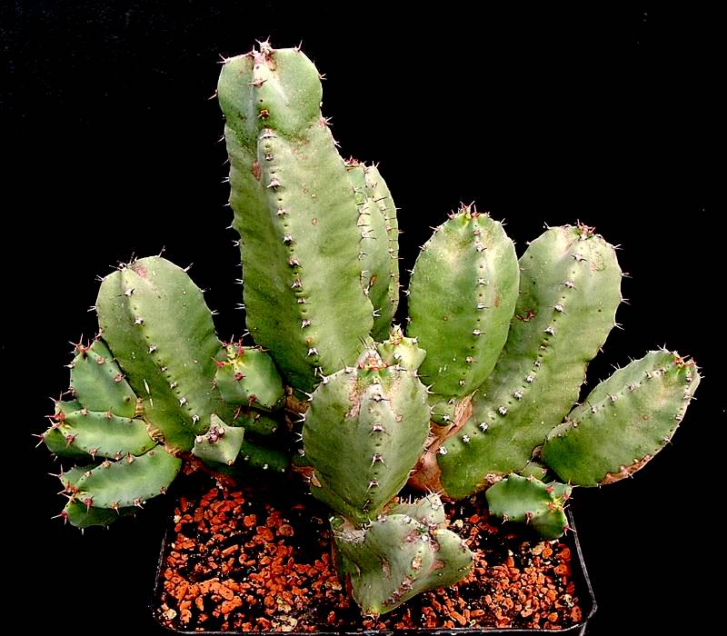 Euphorbia resinifera