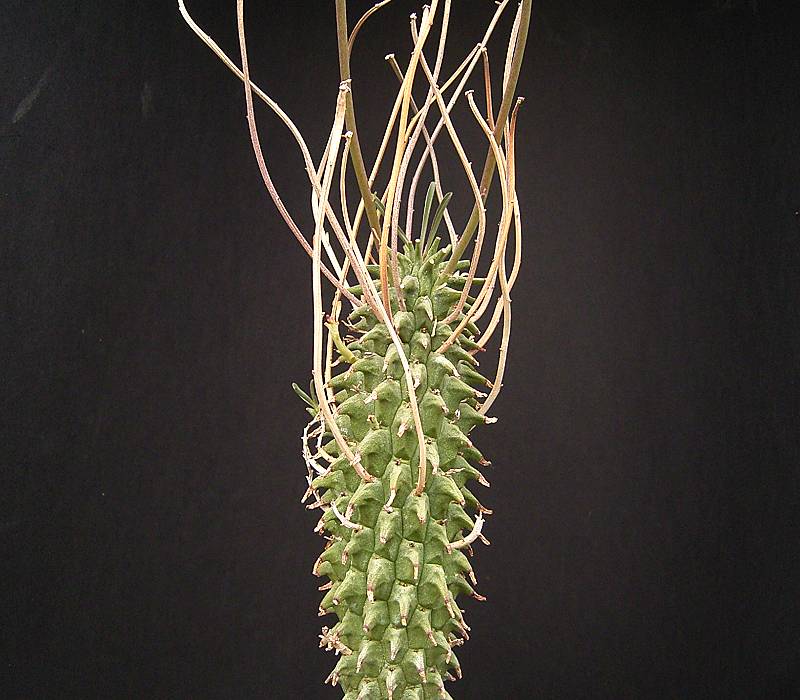 Euphorbia restituta