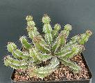 Euphorbia restricta