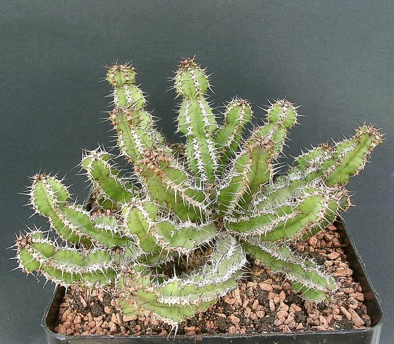 Euphorbia restricta