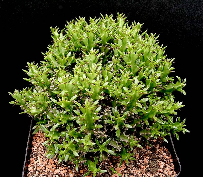 Euphorbia richardsiae