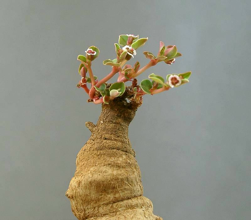 Euphorbia rivae