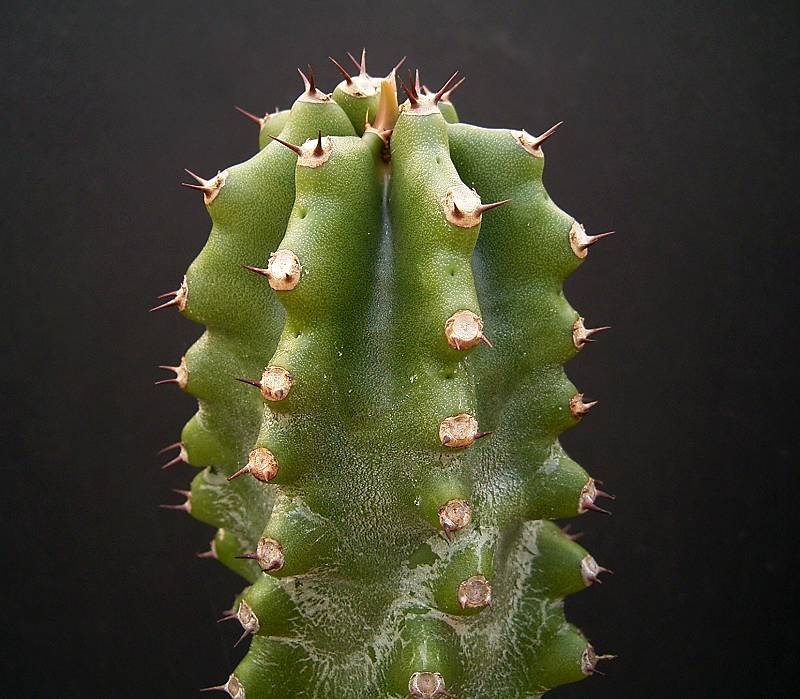 Euphorbia royleana