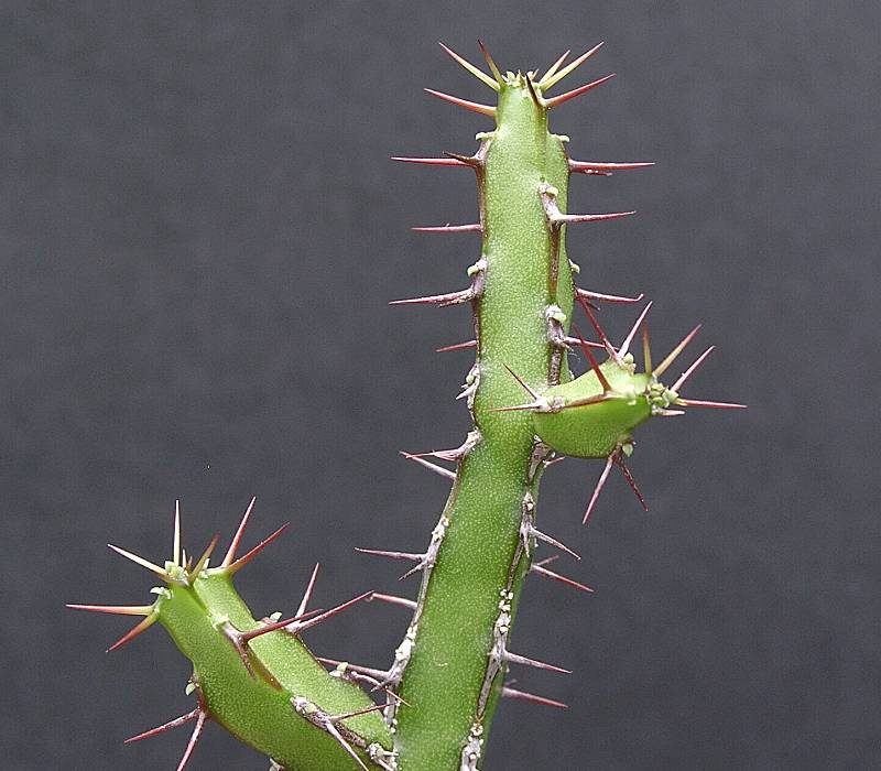 Euphorbia rubrimarginata
