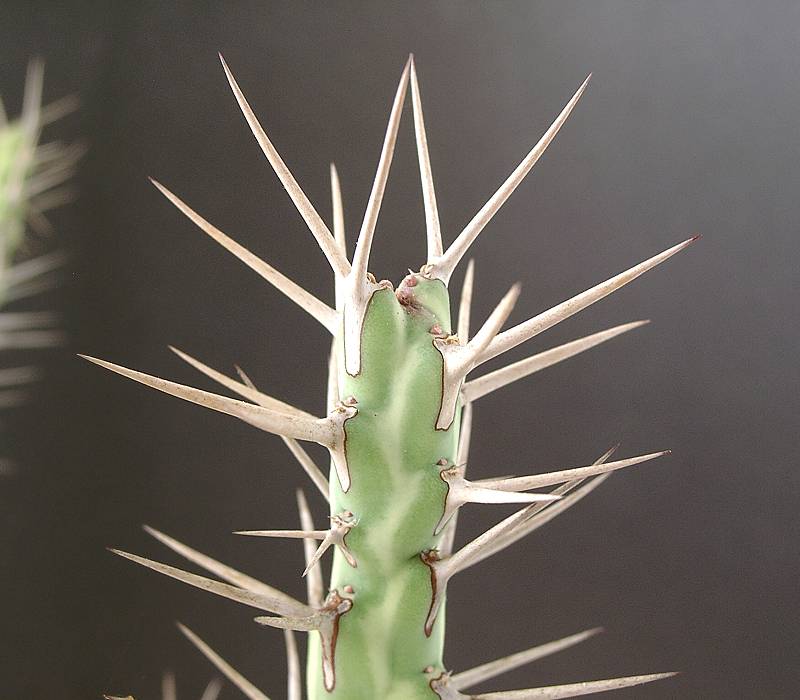 Euphorbia samburuensis