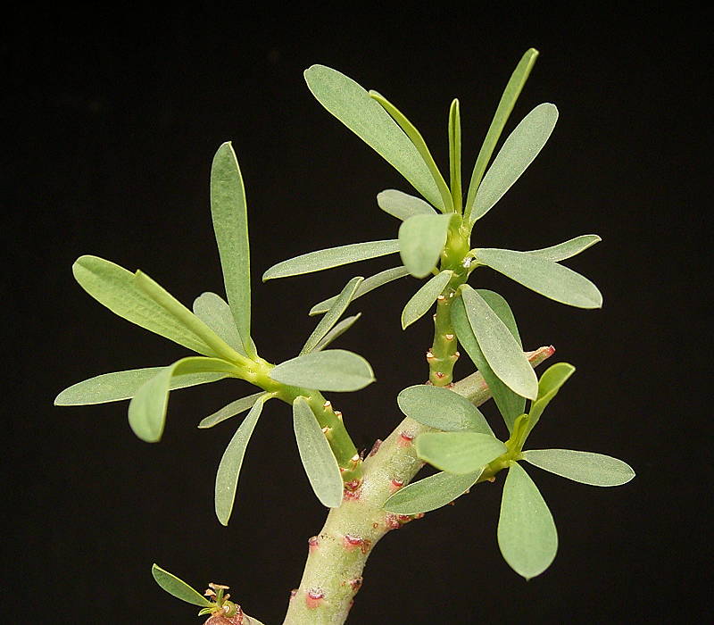 Euphorbia sarcodes