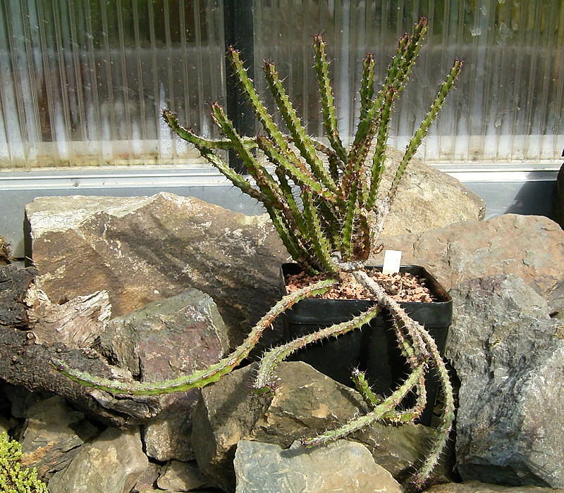 Euphorbia saxorum