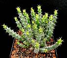 Euphorbia schinzii