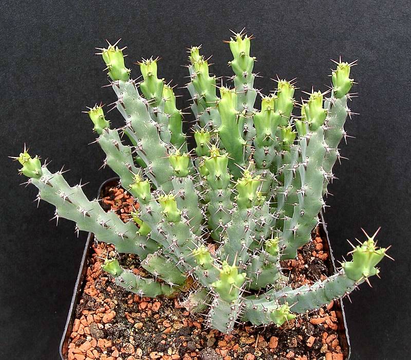 Euphorbia schinzii