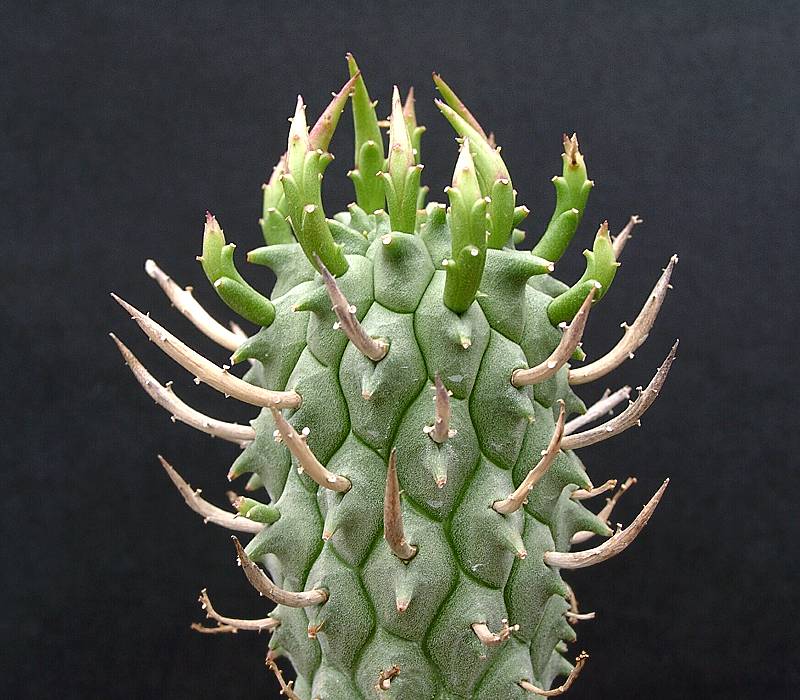 Euphorbia schoenlandii