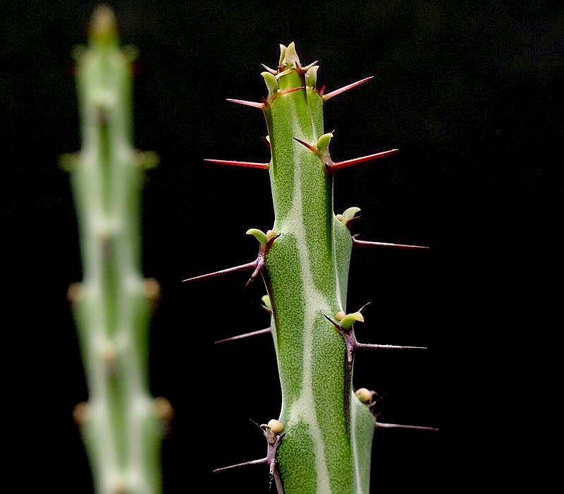 Euphorbia sebsebsi