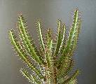 Euphorbia sekukuniensis