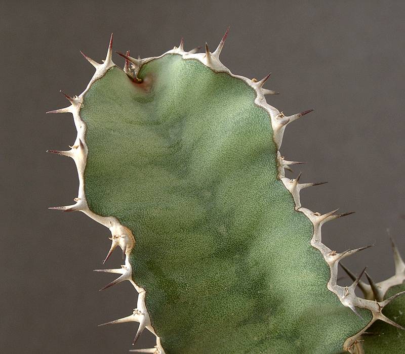 Euphorbia semperflorens