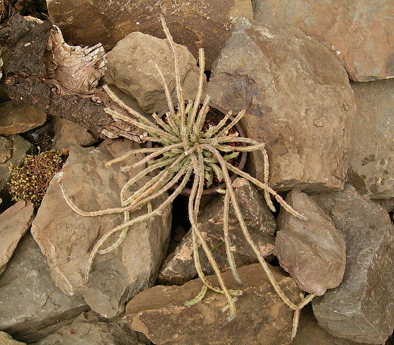Euphorbia septentrionalis