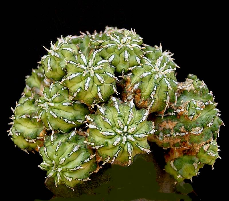 Euphorbia sepulta