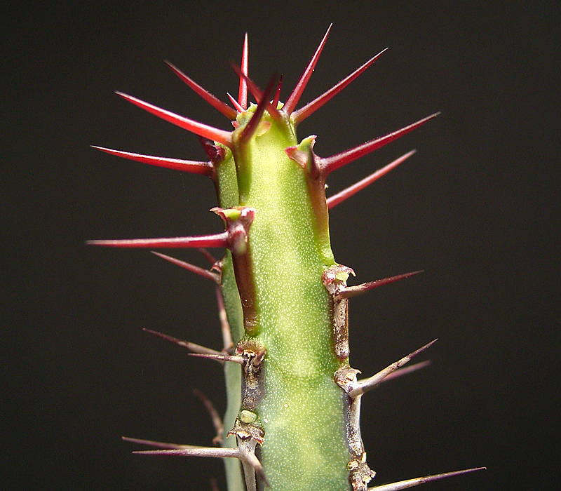 Euphorbia serendipita