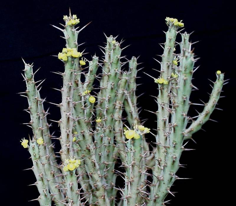 Euphorbia similiramea