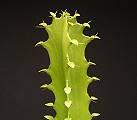 Euphorbia spec. #15
