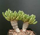 Euphorbia spec. 2