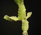 Euphorbia spec. #5