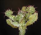 Euphorbia spec. #6