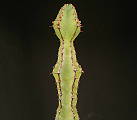 Euphorbia spec. #9