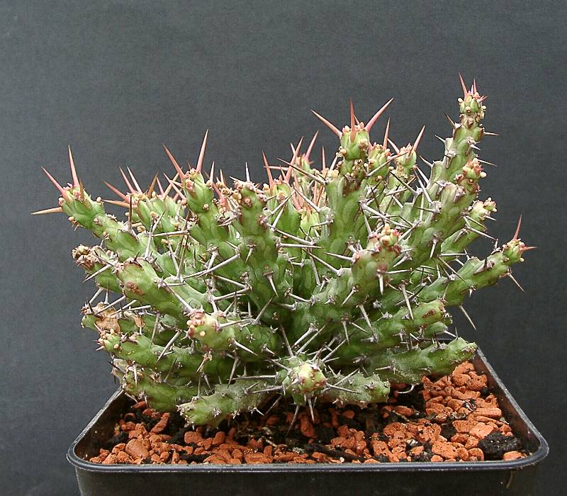 Euphorbia spec. aff. actinoclada