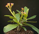 Euphorbia spec. aff. bulbispina