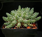 Euphorbia spec. "atroviridis"