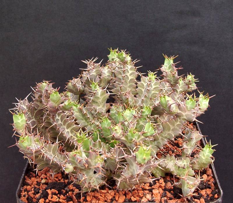 Euphorbia spec. "mkuziensis"