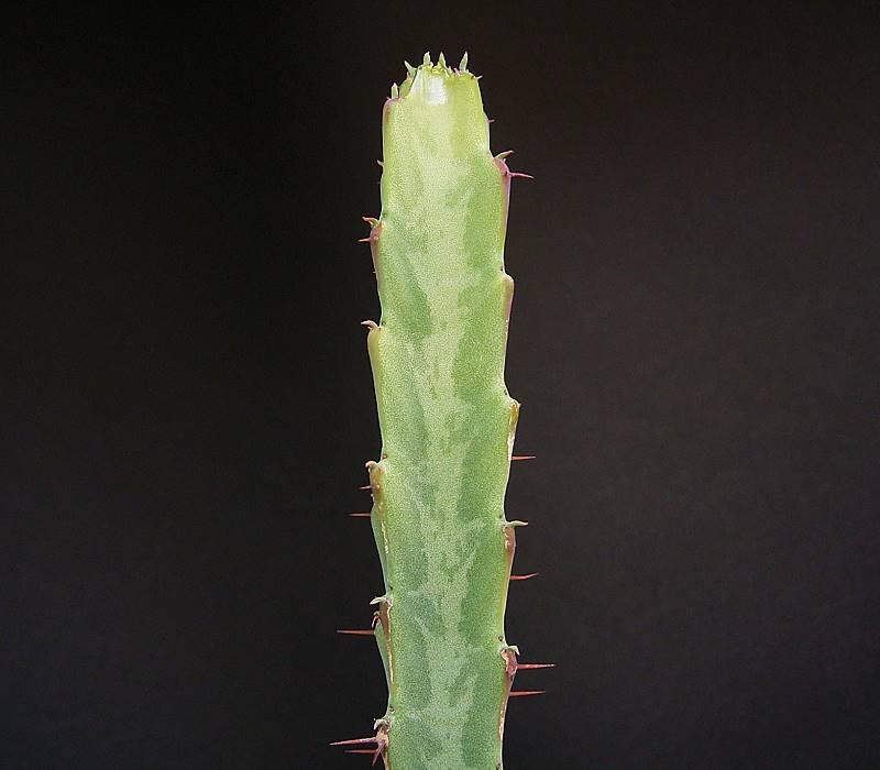 Euphorbia speciosa