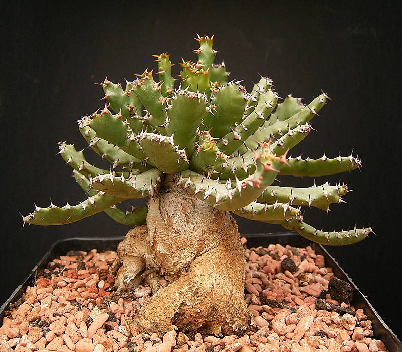 Euphorbia squarrosa