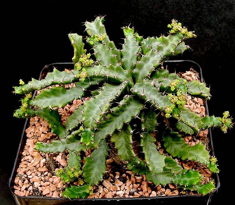 Euphorbia stellata