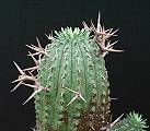 Euphorbia stellispina