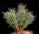 Euphorbia submammillaris