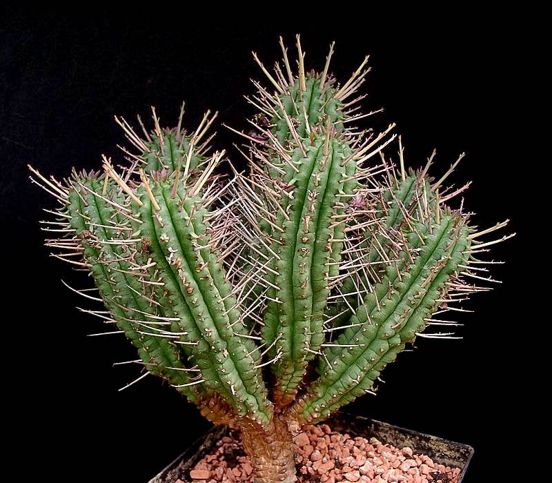 Euphorbia submammillaris