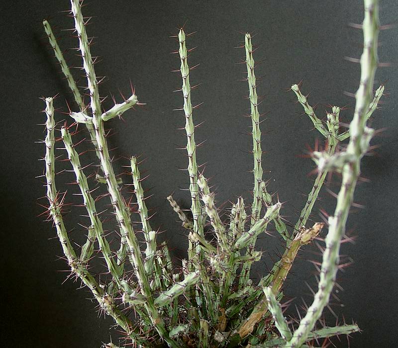 Euphorbia subscandens